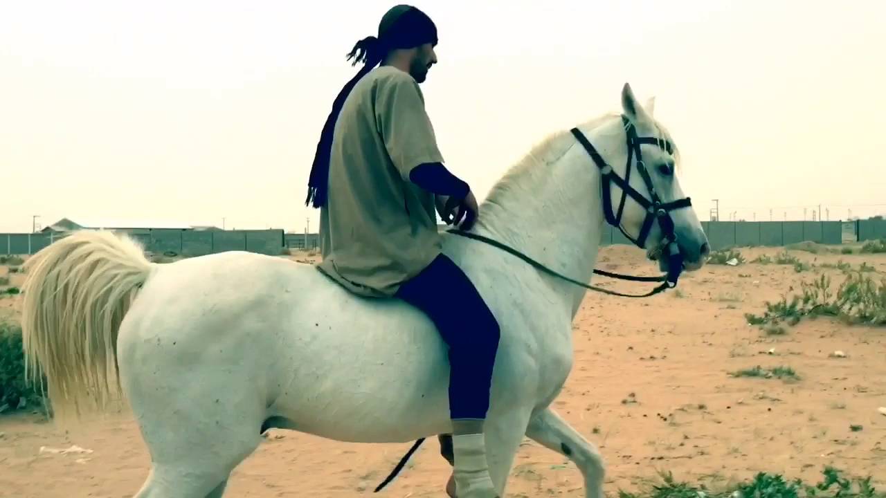 MY ARABIAN HORSE HAMDANI / حصاني العربي حمداني