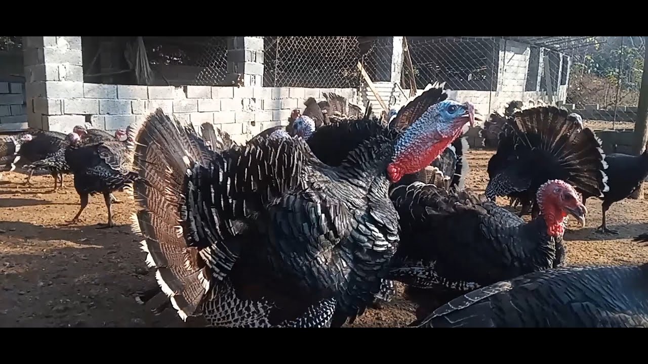 Beautiful turkeys