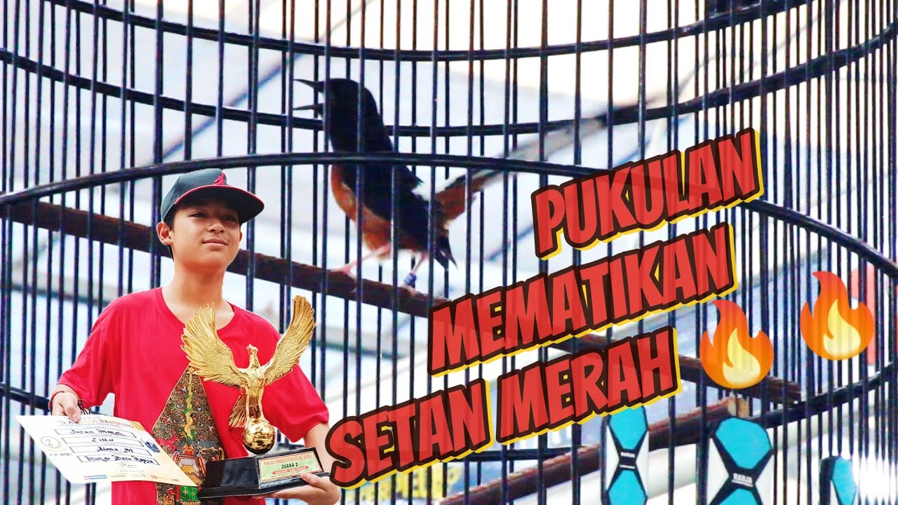 MURAI BATU SETAN MERAH | JUARA 2 (ASIAN BIRD FESTIVAL (MASTERPIECE ARENA) #muraibatu #kicaumania