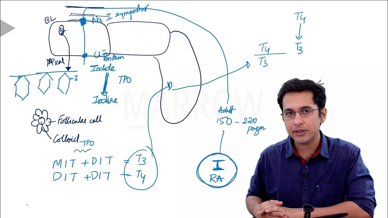 Thyroid Basics and Hypothyroidism  - NEET PG