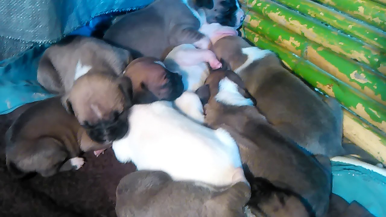 Cachorros Boxer de 15 d&iacute;as de nacidos