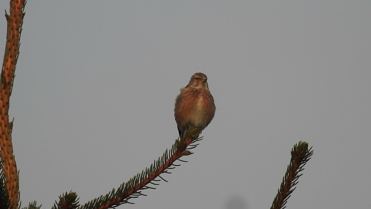 Stehlík konôpka, Carduelis cannabina, Eurasian Linnet