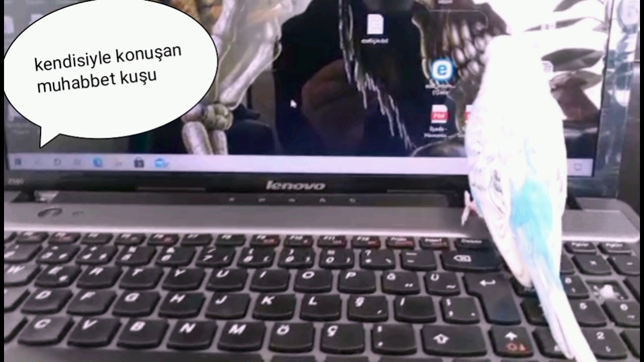 insan gibi konuşan muhabbet kuşu Bulut