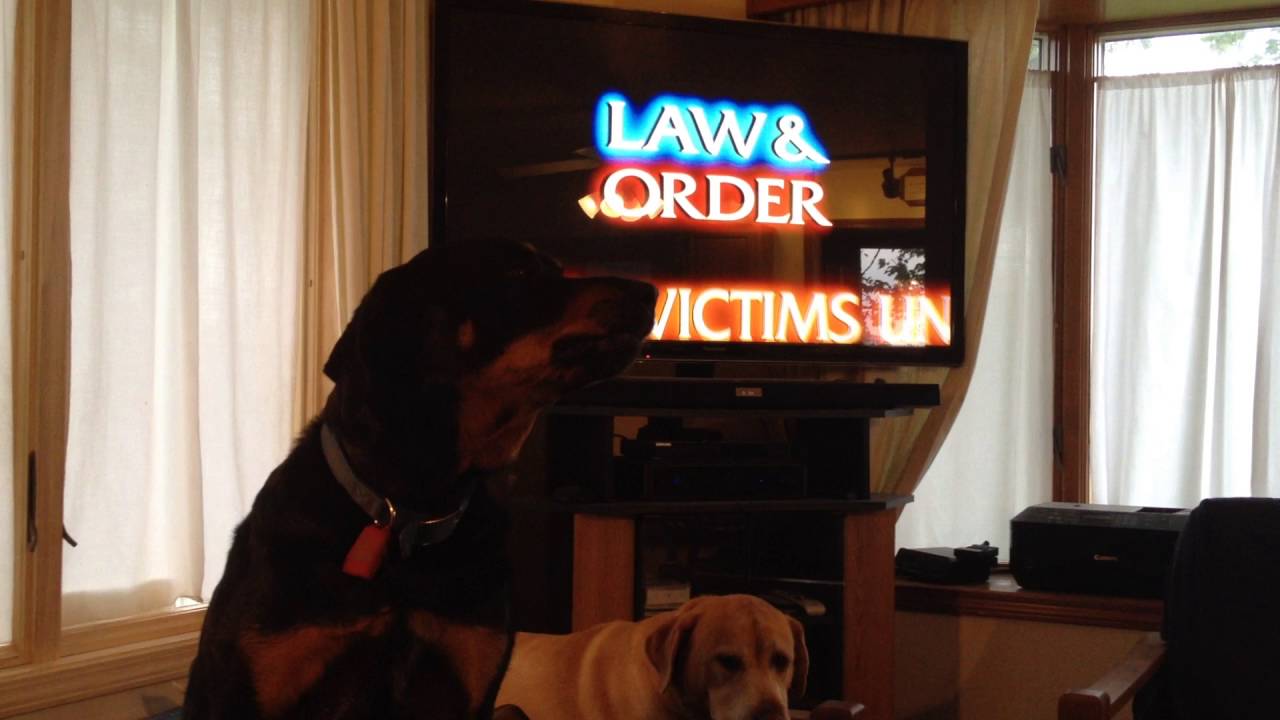 Dogs watching Law and Order, SVU