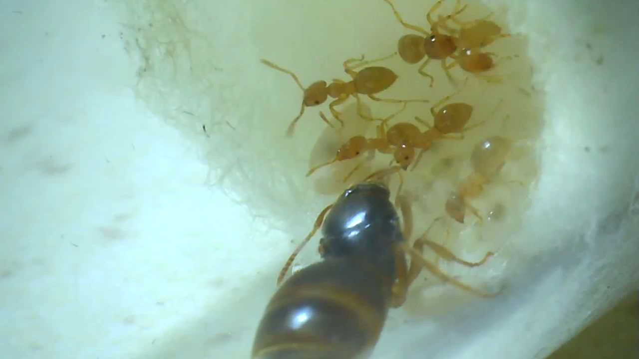 MY NEW LASIUS FLAVUS COLONY