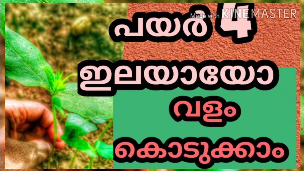 പയറിലെ ആദ്യത്തെ വളപ്രയോഗം എപ്പോൾ., എങ്ങനെ നടത്തണം/payarkrishi first valaprayogam/payar krishi tips