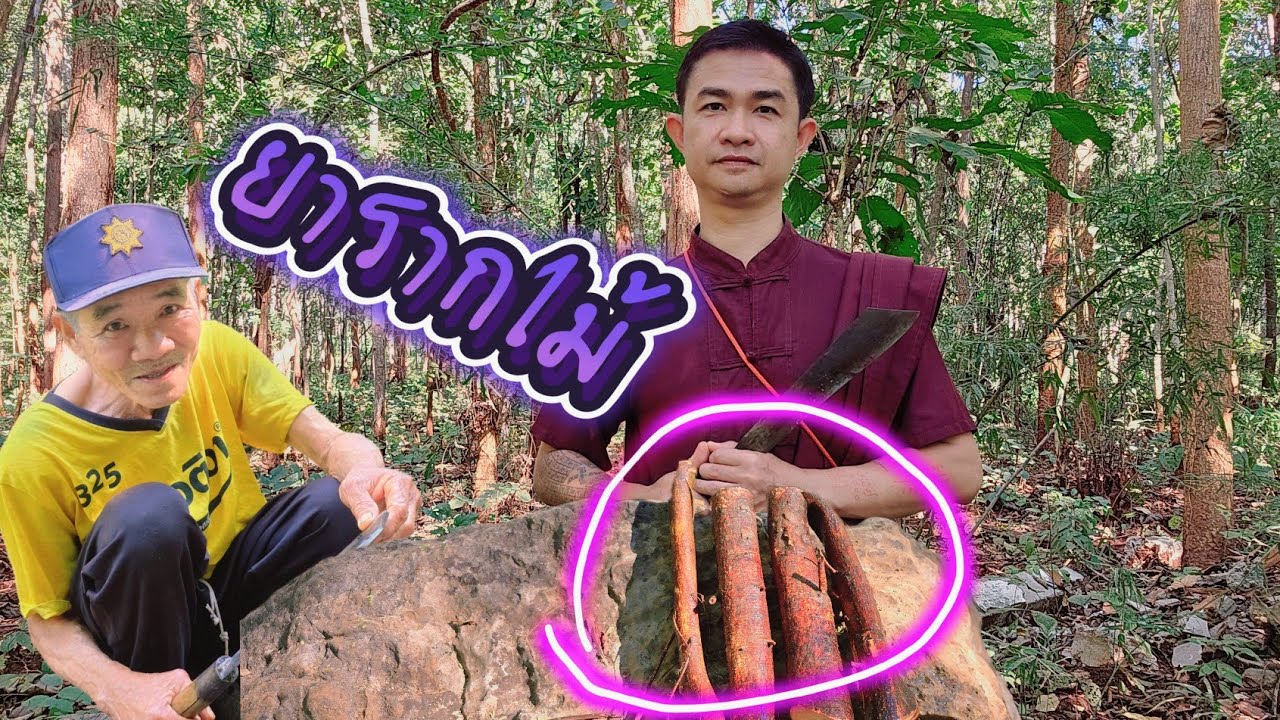 เข้าป่าชนบทหาสมุนไพร เรียนรู้ สรรพคุณต่างๆของสมุนไพรแต่ละชนิด ตามวิถีชาวบ้าน | meซะป๊ะ