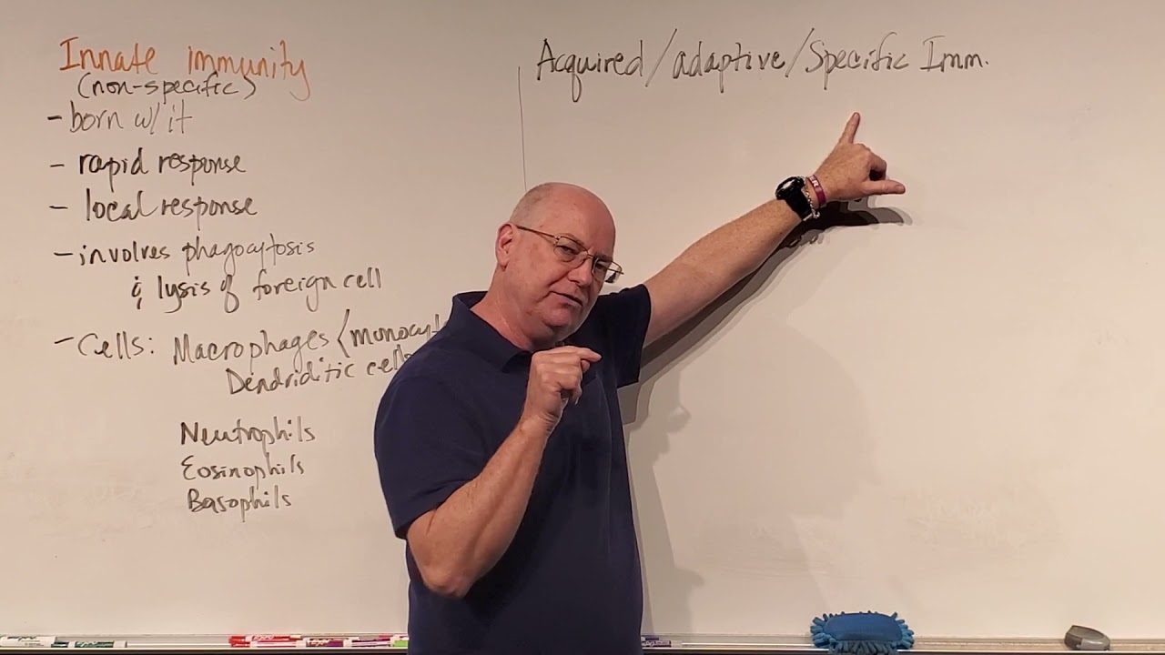 Micro Ch 17, Acquired or Adaptive Immunity