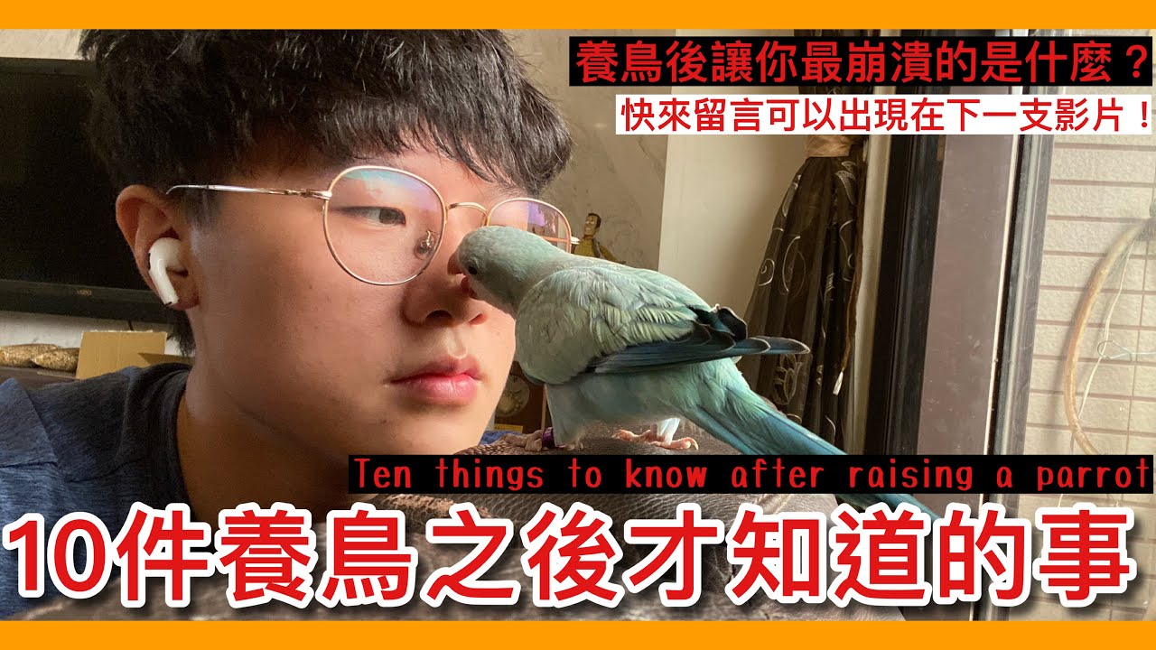 崩潰？10件養了鸚鵡「後」才會知道的事！Ten things to know after raising a parrot 【鸚鵡小木屋】【新手鳥知識】