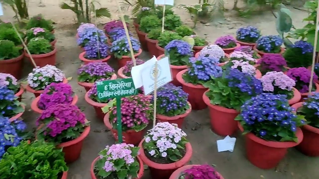 Flower show in Lucknow 2026🌹🌺By DivineZone