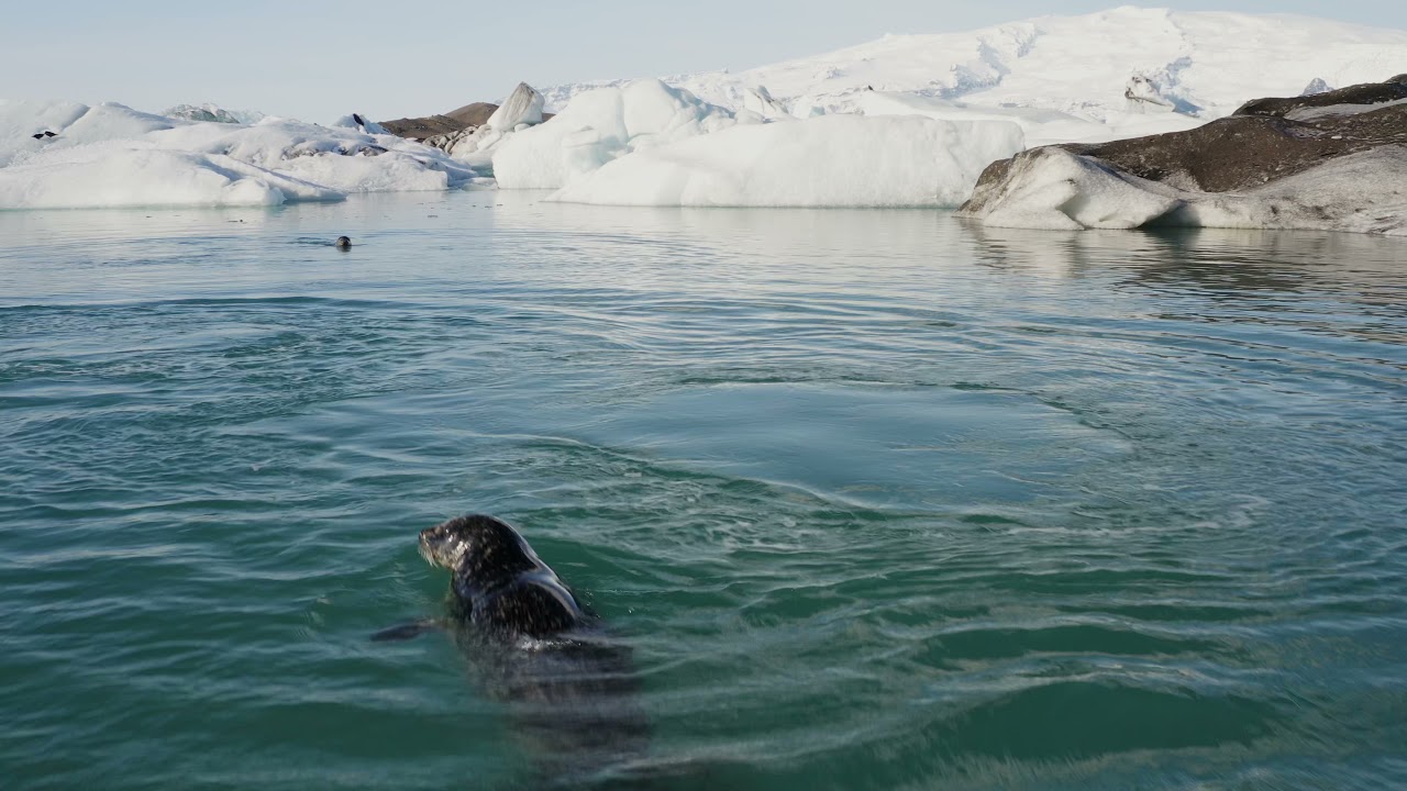 Seals in their natural habitat  - Amazing ICELAND in 4K UHD - Aerial Drone Footage