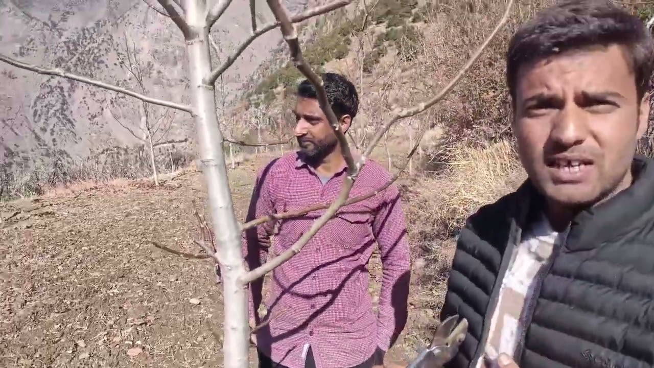 Chandler walnut orchard pruning time   Chandler tree Juglans regia rootstock/Amir beig #waltree