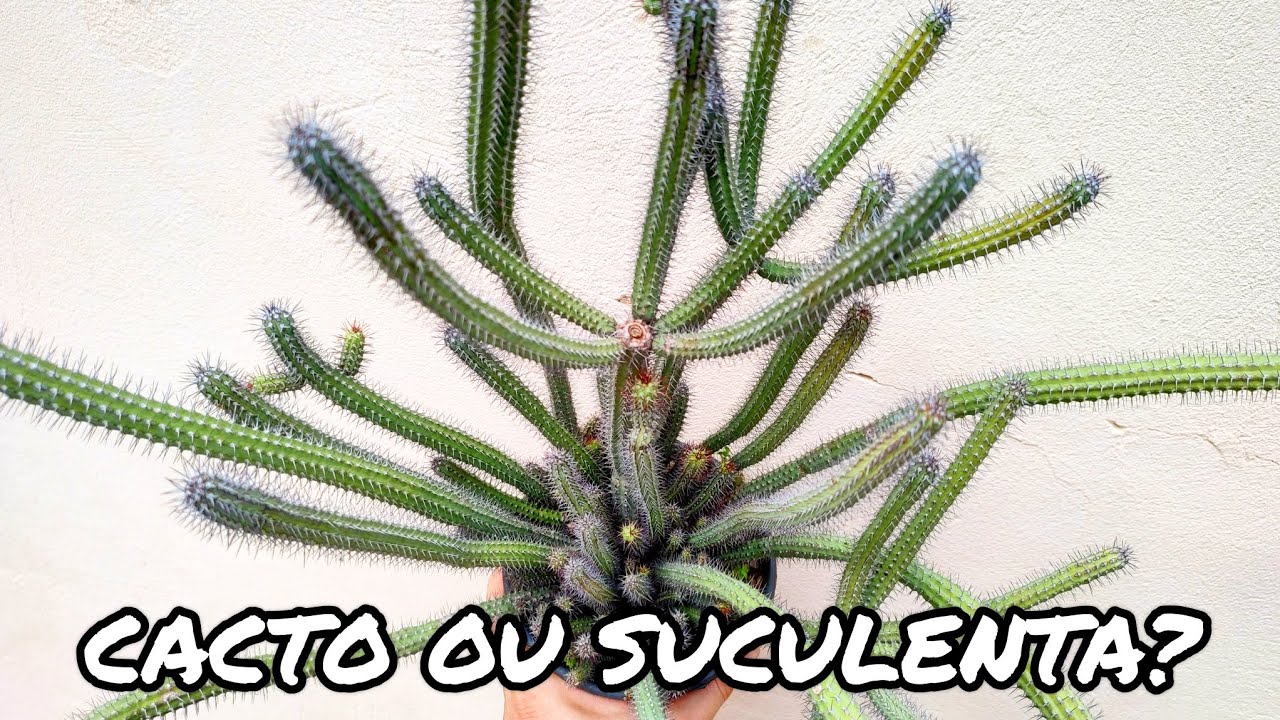 EUPHORBIA BAIOENSIS | DICAS DE CULTIVO E CURIOSIDADES | CACTUS TV