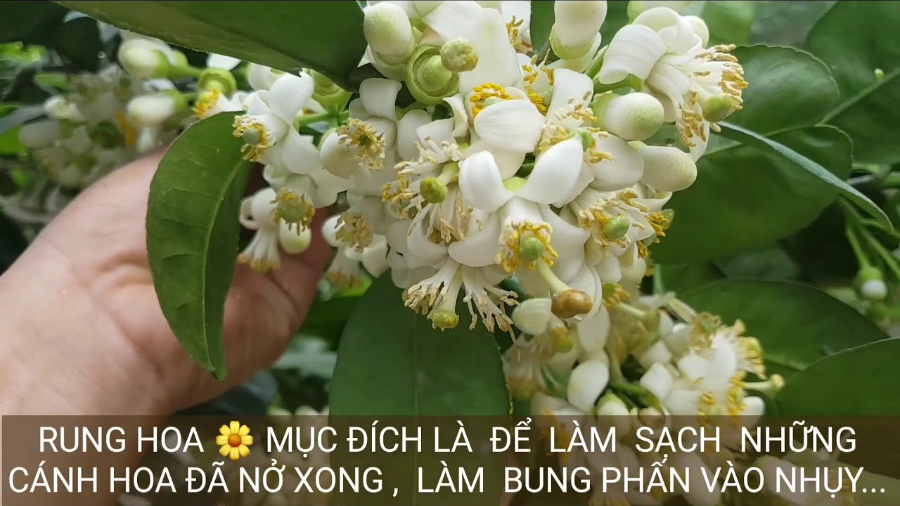 KỸ THUẬT  XỬ LÝ RA HOA TRÊN  CÂY  BƯỞI  ( THÁNG  10+11 ÂM LỊCH )