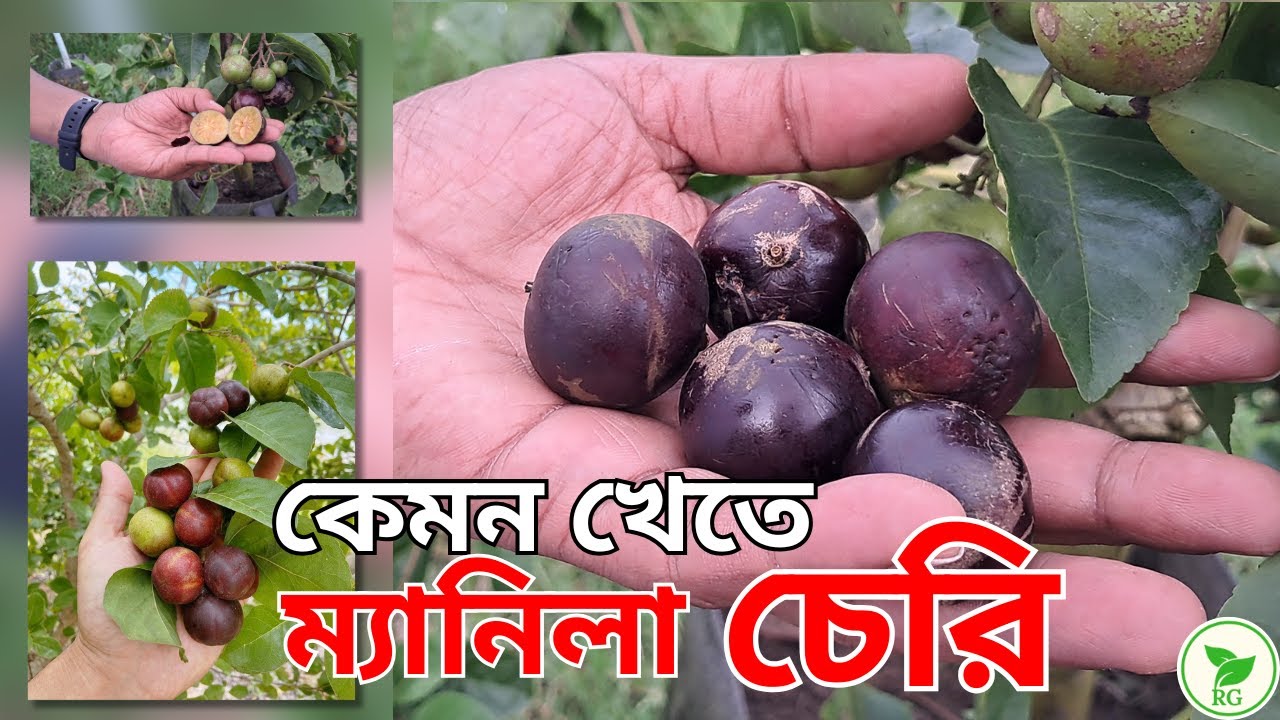 ম্যানিলা চেরির A-Z 🍒 The Secret to BIG Manila Cherry Harvest in Pots! 🍒 Ultimate Growing Guide
