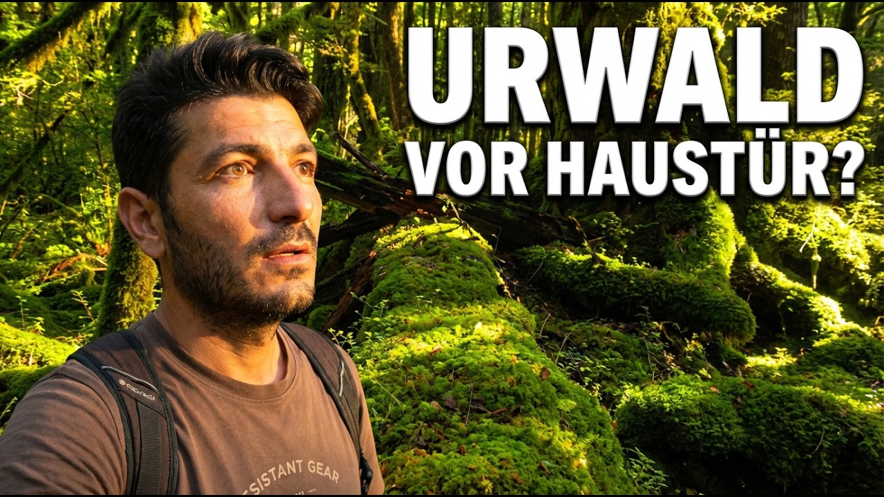 Nationalpark Eifel: Die Rückkehr der Wildnis vor unserer Haustür! Live 4k!