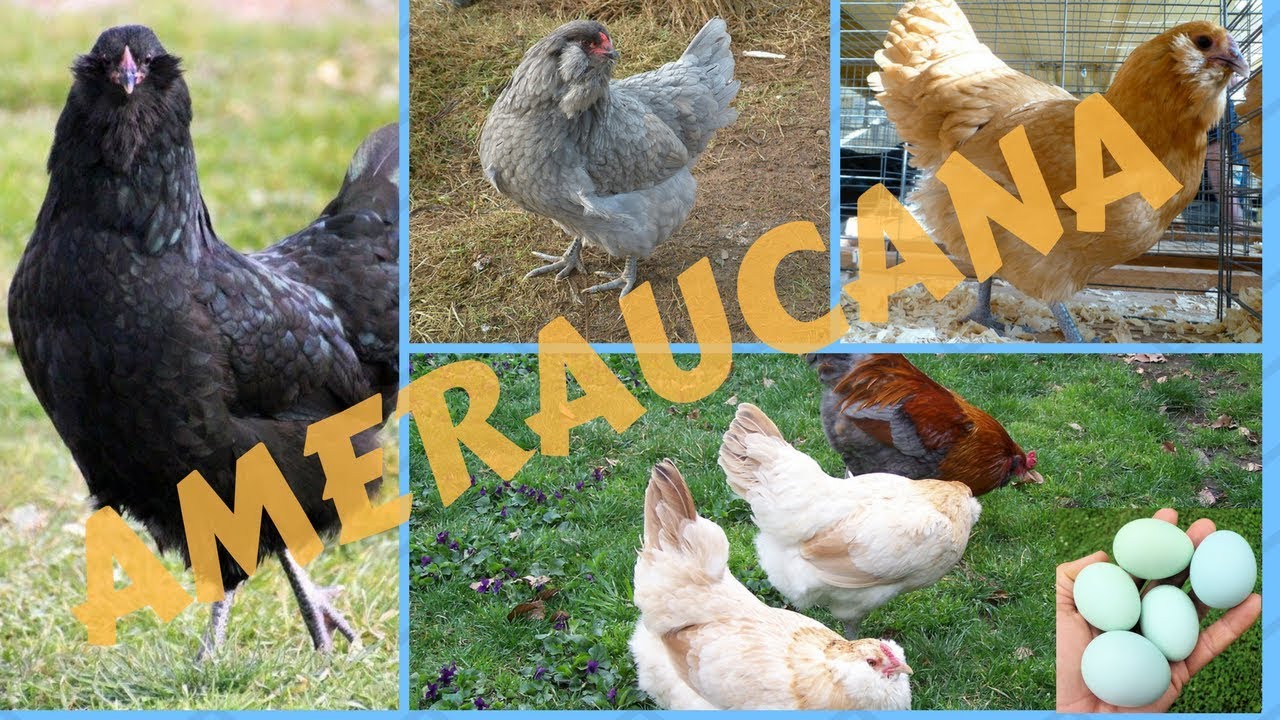 Ameraucana