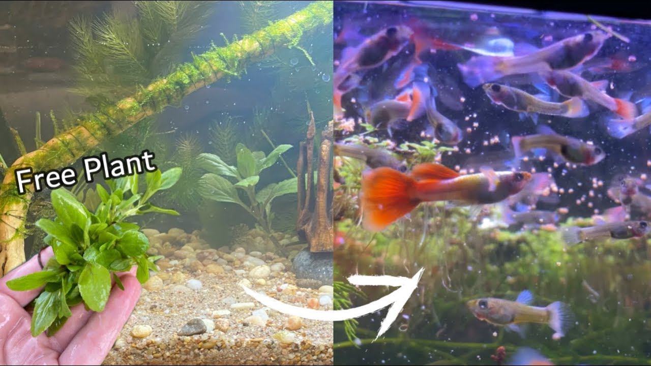 Guppy Sanctuary: succession of an unintentional aquarium into a lively home for baby guppies