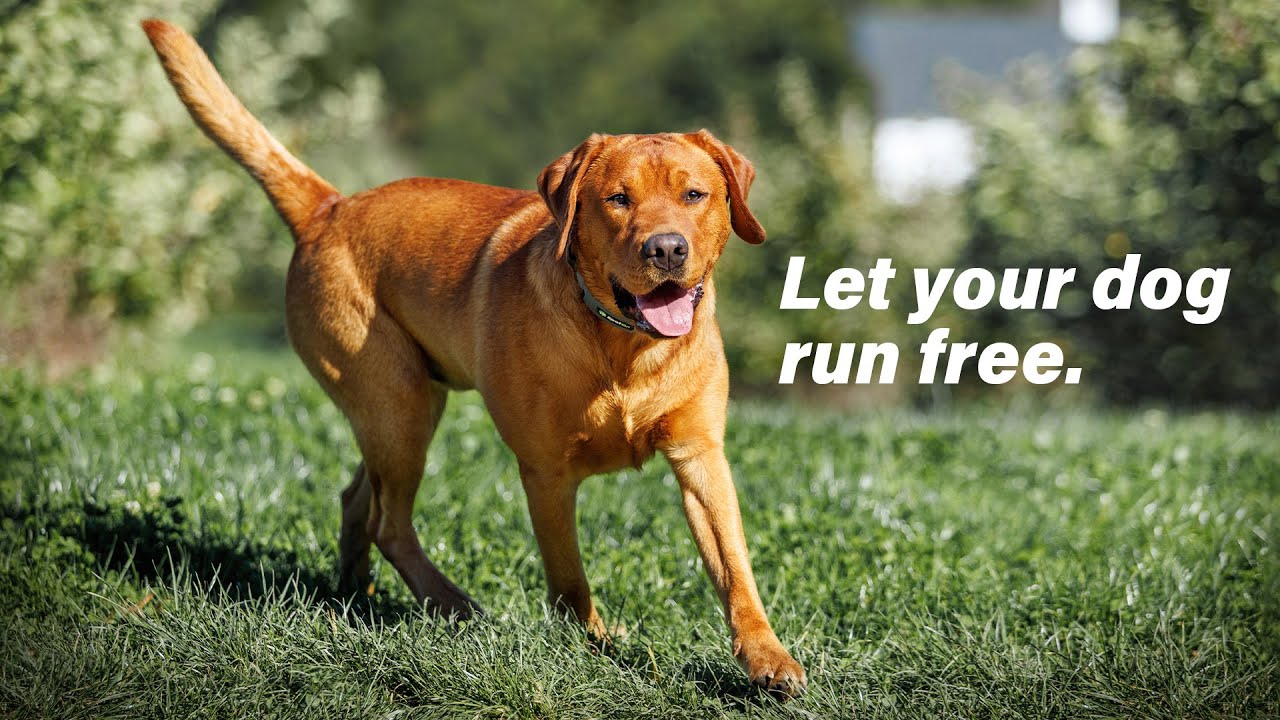 SpotOn GPS Fence - See how easy it is to let your dog run free with the world's first GPS fence.