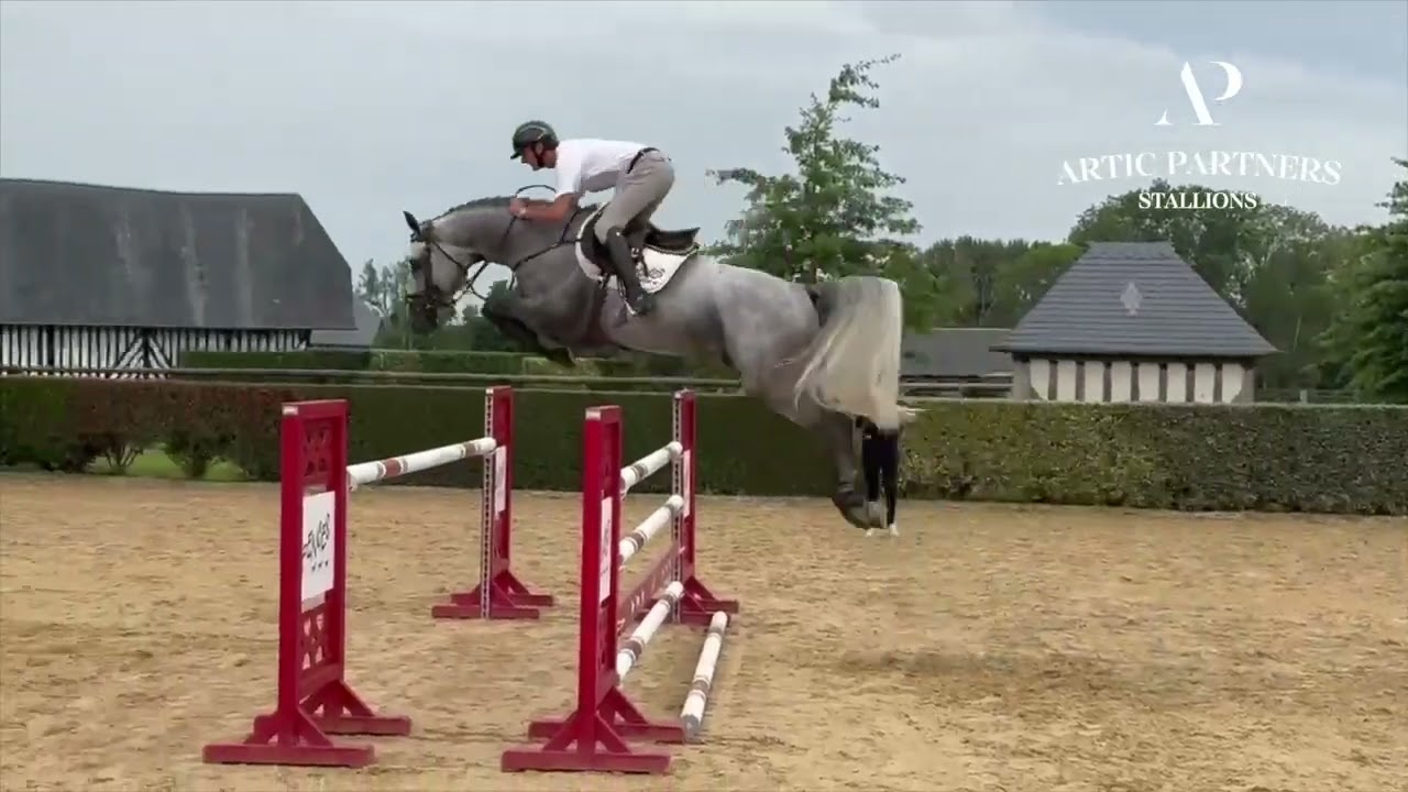 CELECTRIK D fait son entrée au catalogue ARTIC PARTNERS STALLIONS !