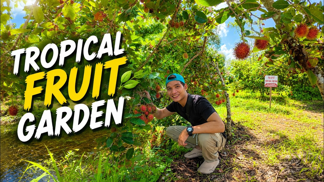 Picking and Eating Fresh Tropical Fruits in the Mekong Delta 🇻🇳