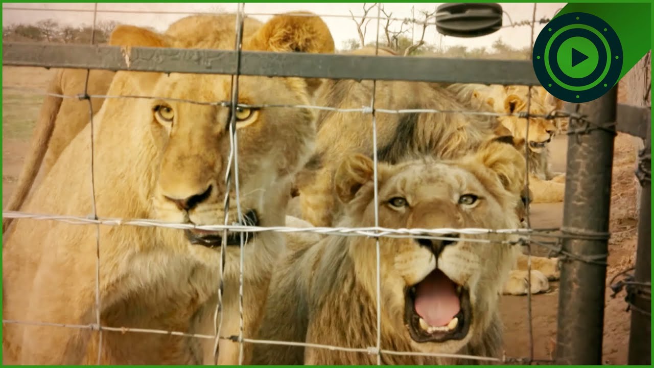 WILD ANIMAL RESCUE: Transporting 220KG Lions to Africa