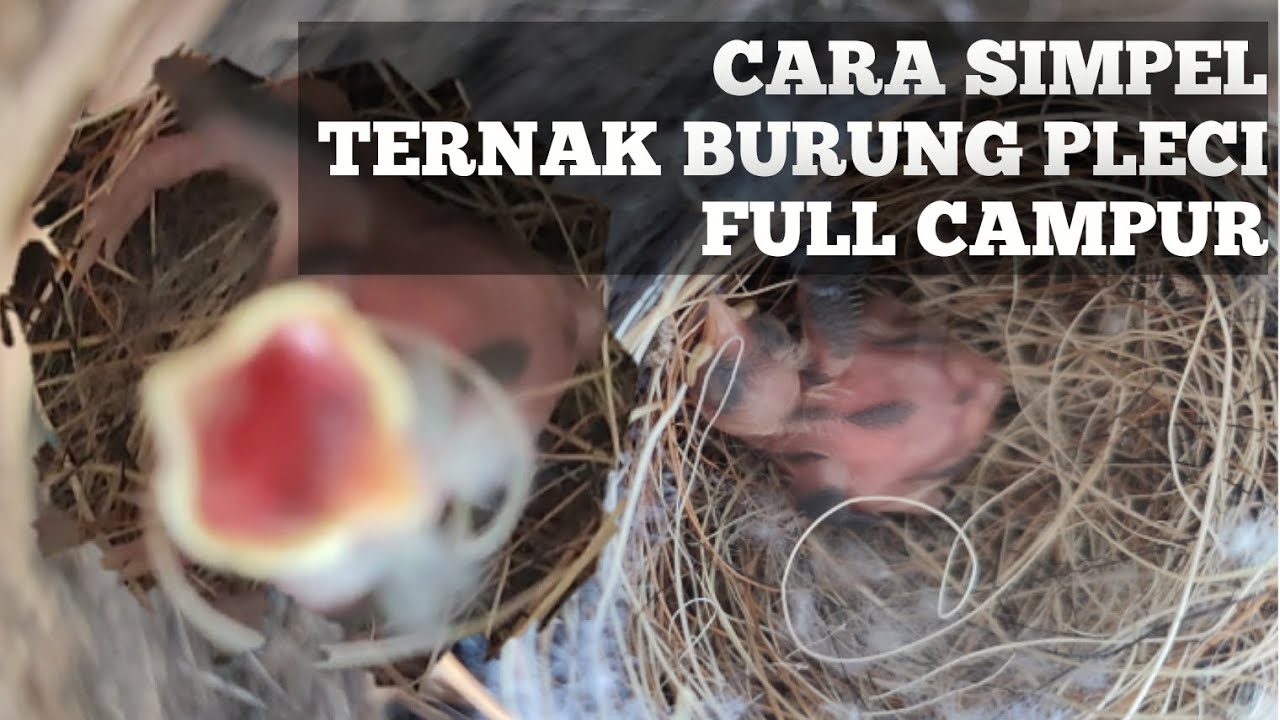 Ternyata Mudah Banget! Ternak Pleci di Kandang Kotak Versi HOBI TERNAK