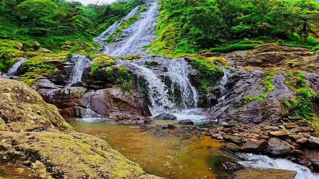 🌿River Flow & Peaceful Music Forest | Gentle Nature Sounds ASMR for Sleep & Meditation
