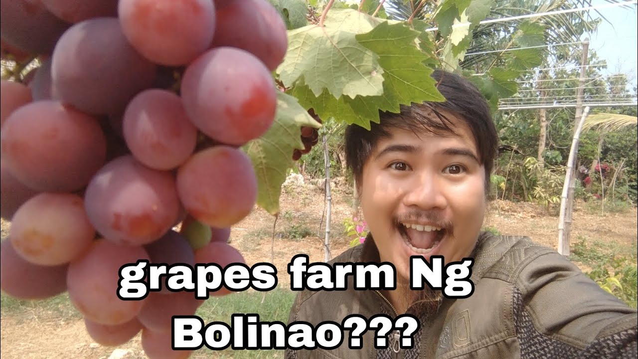 grapes farm Ng Bolinao?? || saan kaya ito? || BOLINAO PANGASINAN ||  🍇 grapes