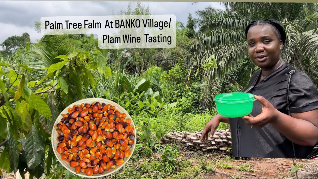 Palm Tree Farm At BANKO | Palm Wine Tapping & Tasting | BANKO Village | Lovystouch
