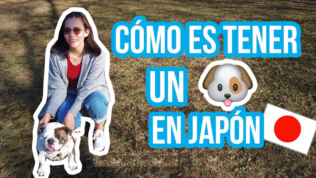 &iquest;Es un LUJO tener un perro en Jap&oacute;n? 🐶❓❗️