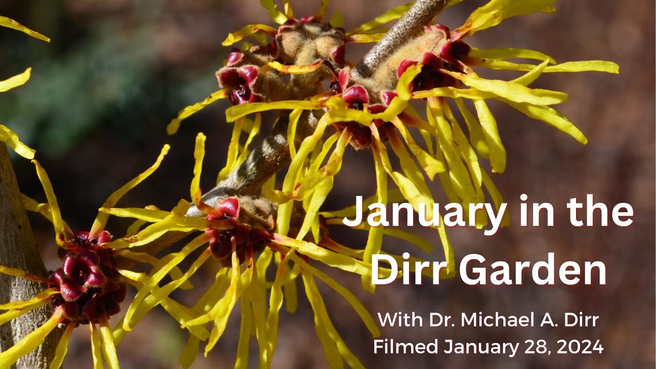 January in the Dirr Garden