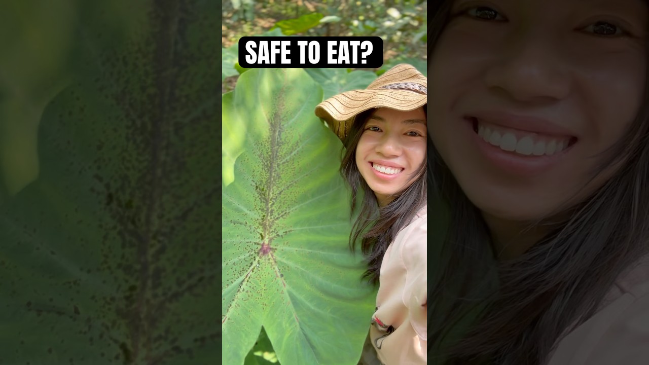 Taro or elephant ear? How to know what&rsquo;s safe to eat