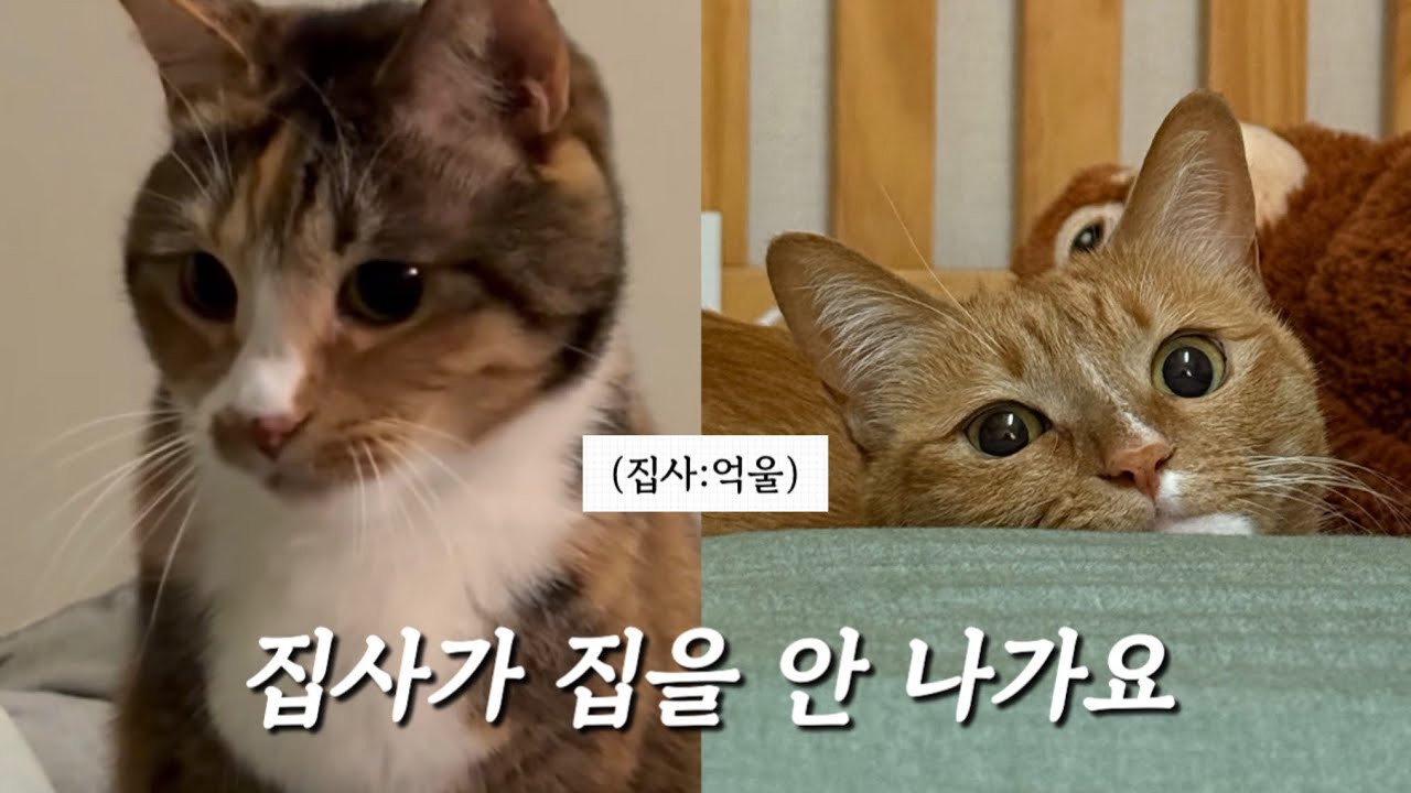 내향인 집순이의 “딱히” 뭐 안 하는 브이로그