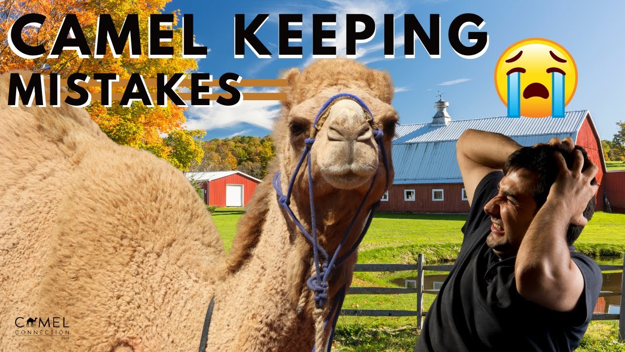Camel Keeping Mistakes