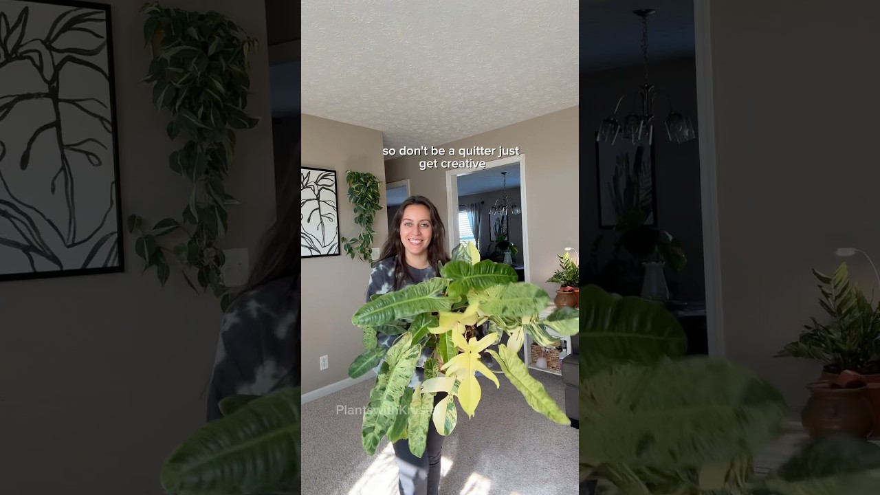 Plant styling tip for sneaking more plants into the house 🤭 #houseplants #plantcollection