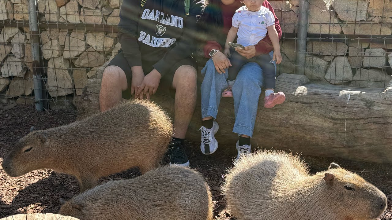 Conocimos los capibara y los acariciamos!