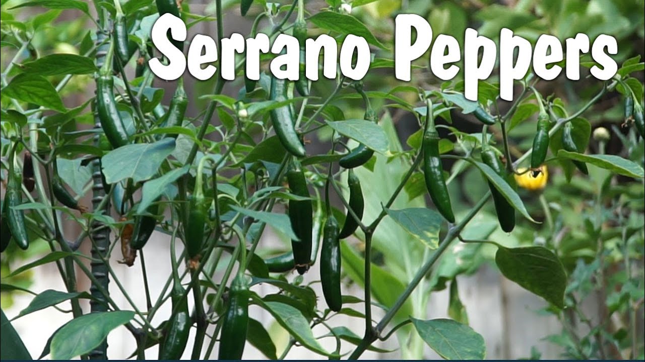 Serrano Peppers - How to grow Serrano Pepper in containers