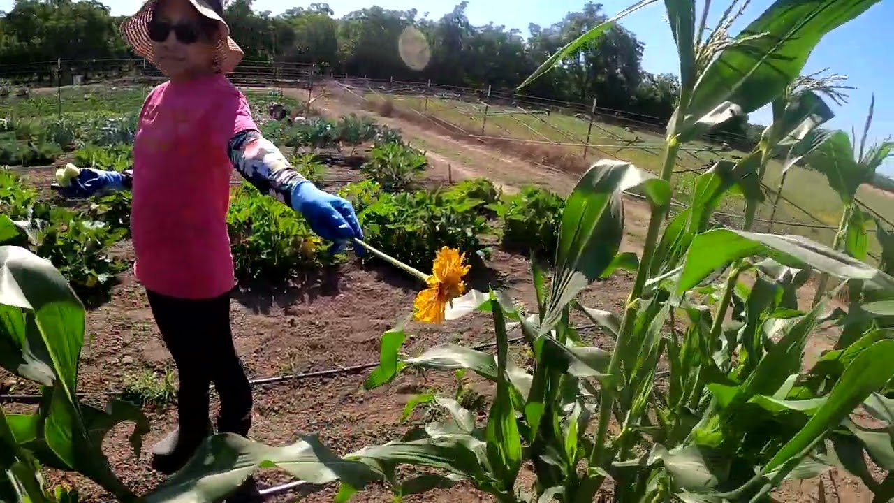 June 2025 Garden update