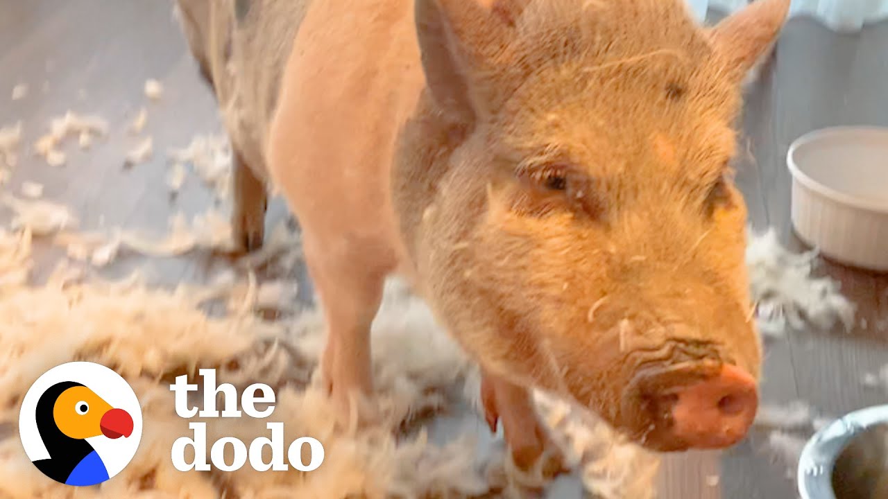 Pig Loves Helping Out Her Human Brother With Homework By Eating It | The Dodo