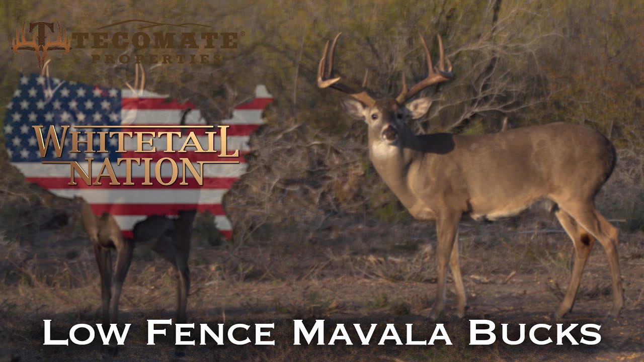 Low Fence Texas Bucks at Mavala Ranch!