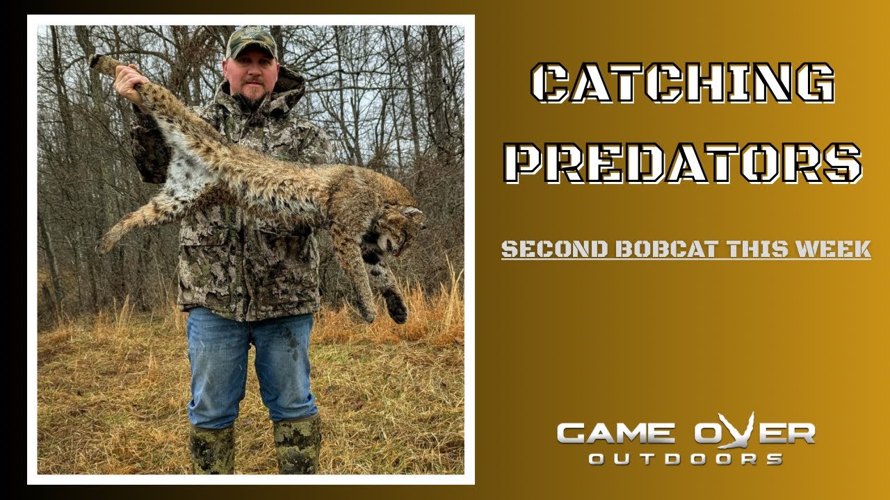 Catching Cats | Second Bobcat This Week On The Trap Line