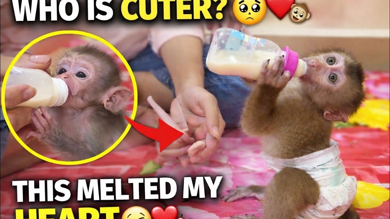 Double Baby Monkey Love ❤️ | Adorable & Cute Moments