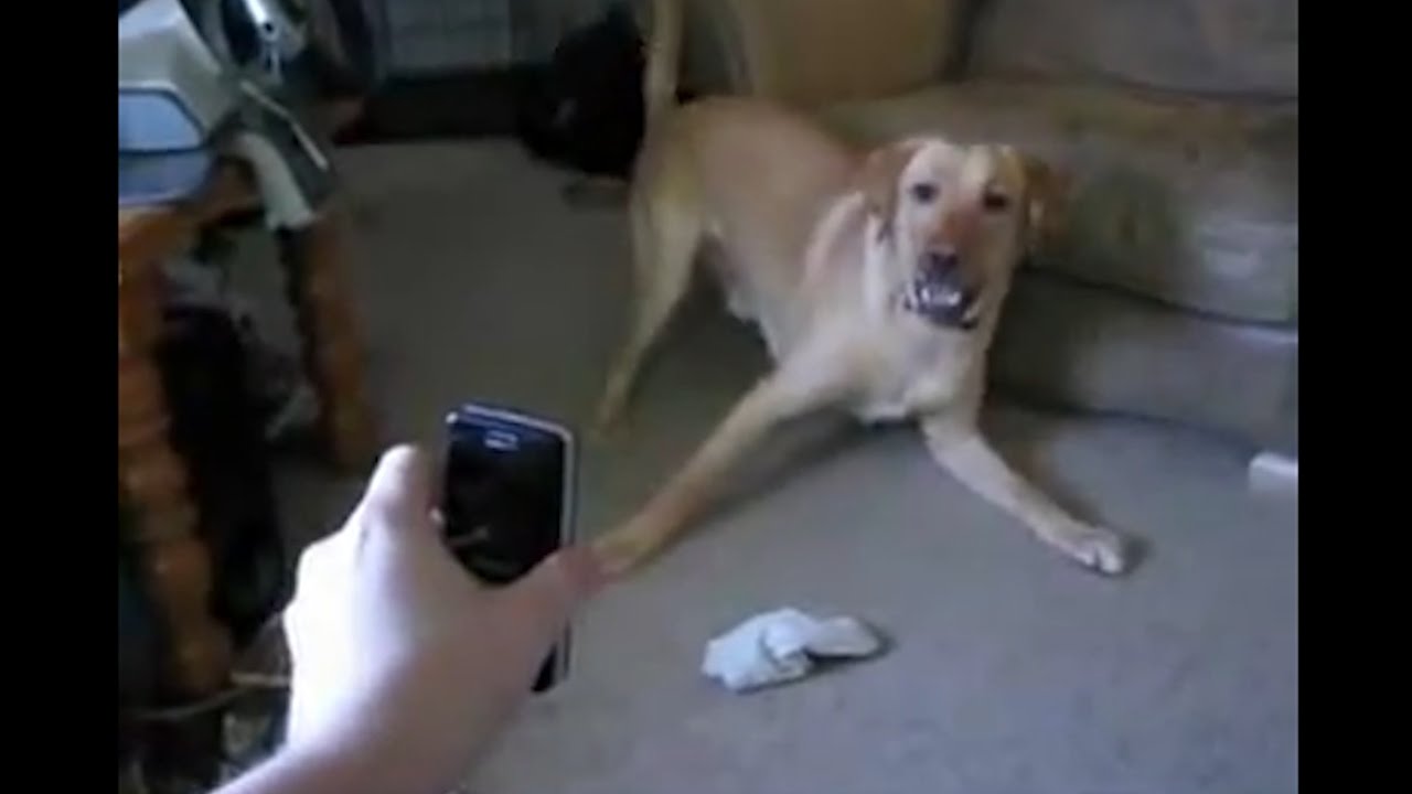 Animals Getting Scared Over Nothing