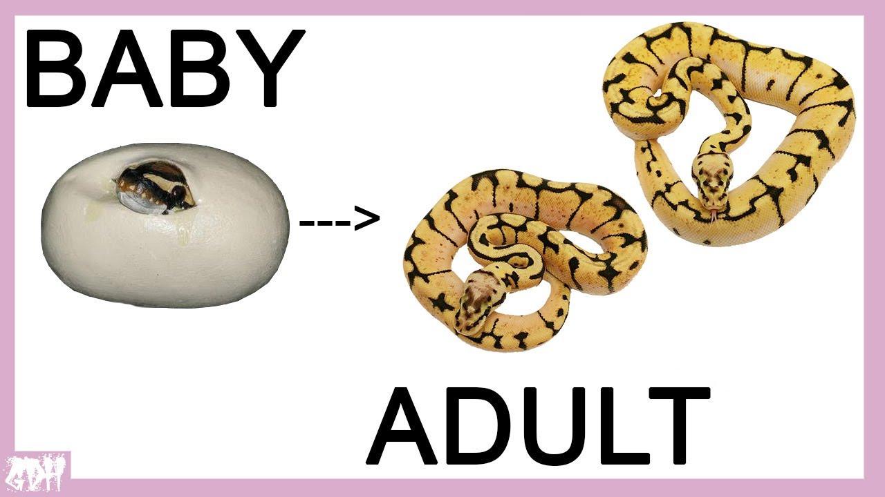 BALL PYTHONS THEN AND NOW!!! ALL GROWN UP BUMBLEBEES