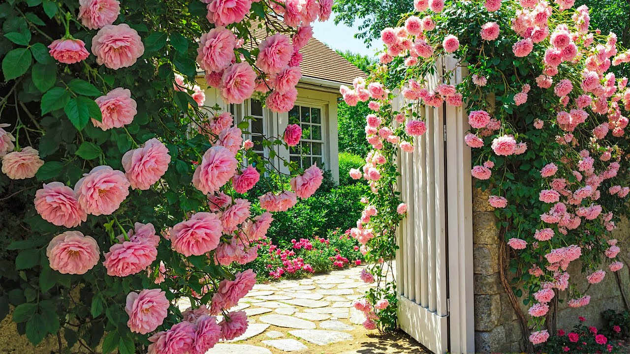 Скрытый вход в розовый сад 🌸 Очищает тело и разум от негативных эмоций 🌿♥️
