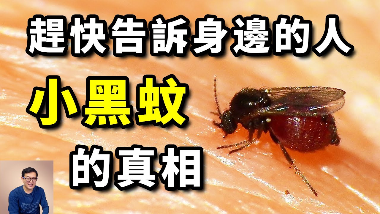 為什麼說小黑蚊比蚊子還可惡？台灣鋏蠓突然肆虐的真正原因，以及最出人意料的解決辦法…【老肉雜談】#昆蟲 #動物 #蚊