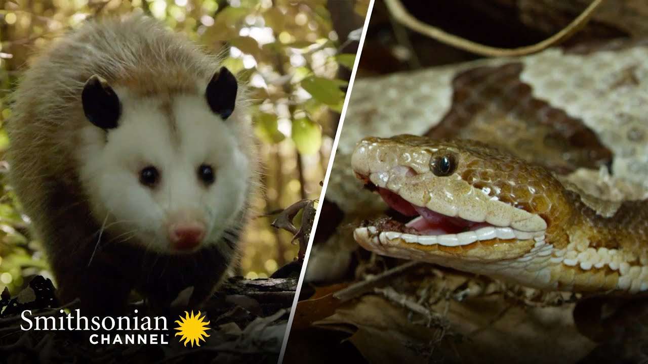 Copperhead Family vs. Opossom Face-Off 🐍 America's Wild Seasons | Smithsonian Channel