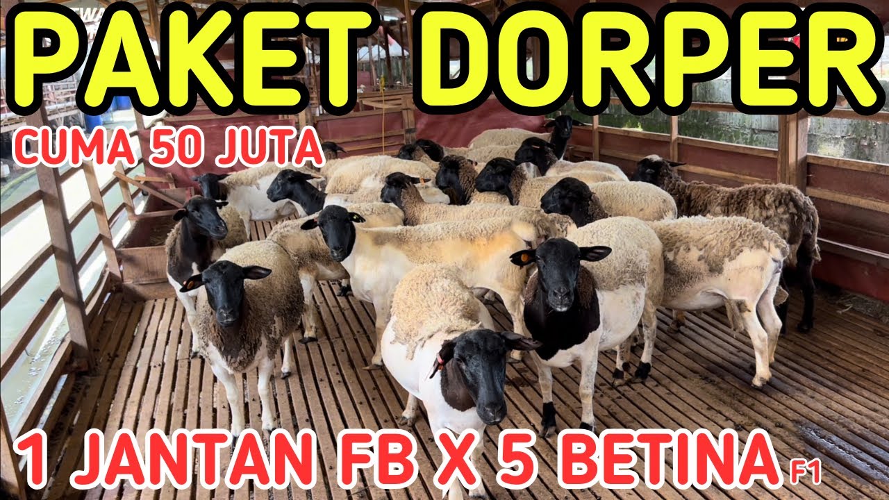 HARGA PAKET DORPER MURAH 1 JANTAN 5 BETINA CUMA 50 JUTA