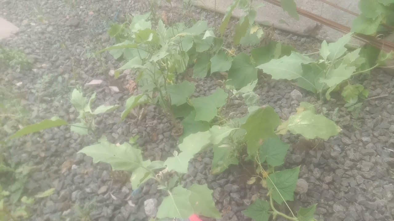 Organic Sabji